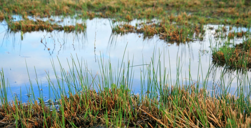 wet lands