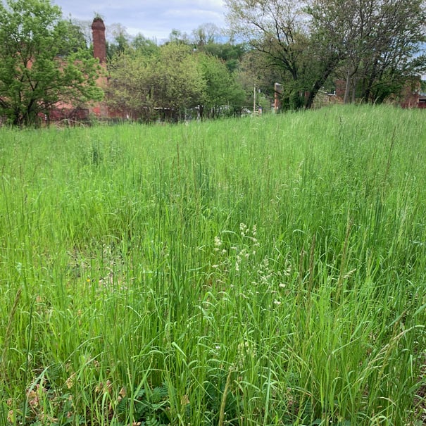 Vacant lot with Long Grass